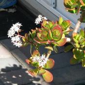 My first time to see our jade plant with flowers