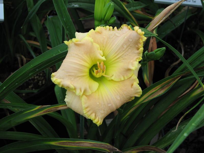 Photo of Daylily (Hemerocallis 'South Pacific') uploaded by tink3472