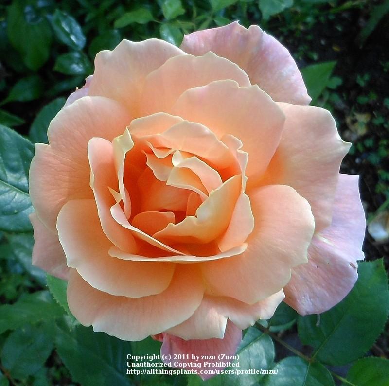 Photo of Rose (Rosa 'Hawaiian Sunset') uploaded by zuzu