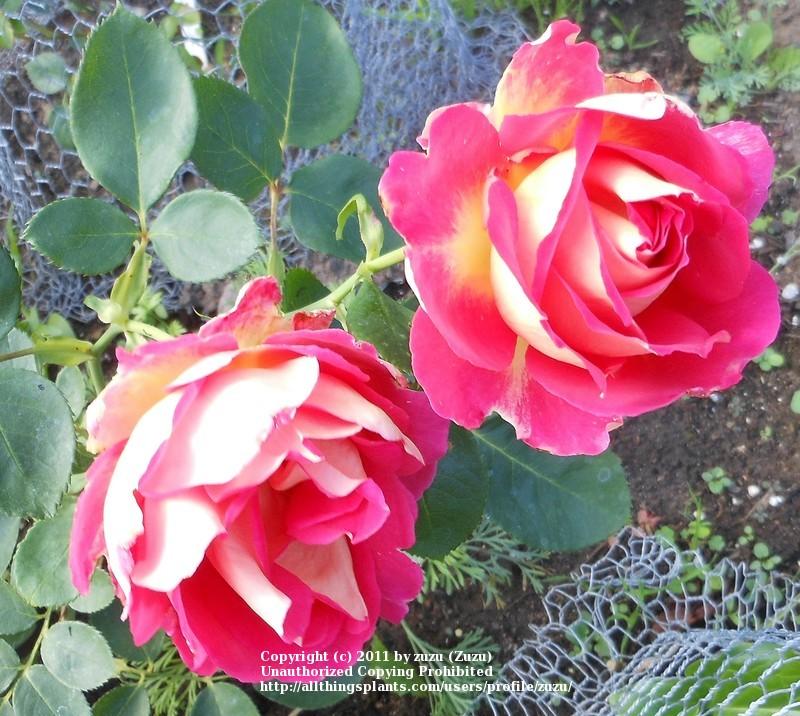 Photo of Rose (Rosa 'Trump Card') uploaded by zuzu