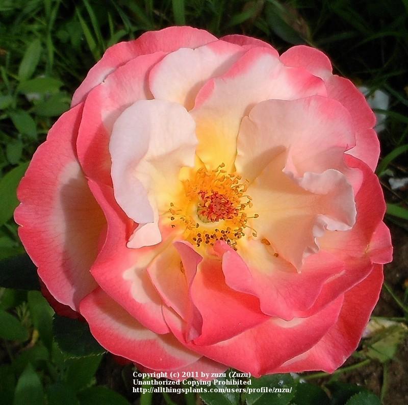 Photo of Rose (Rosa 'Colorific') uploaded by zuzu