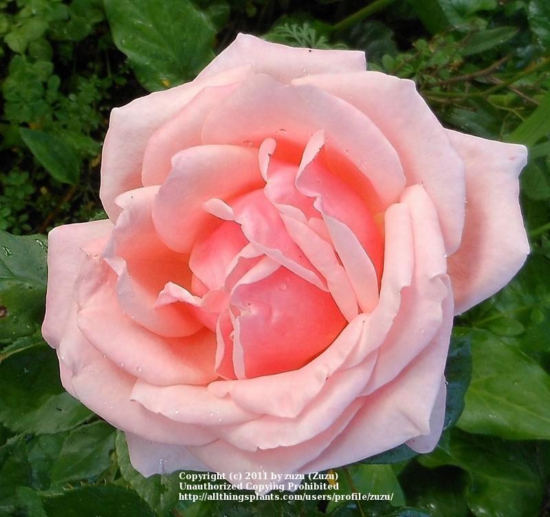 Photo of Rose (Rosa 'Don Charlton') uploaded by zuzu