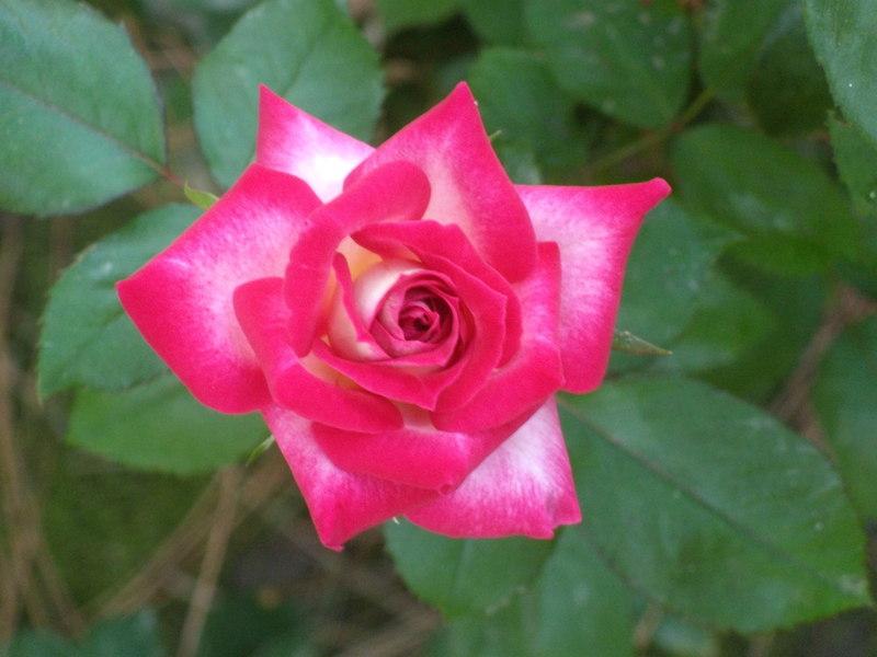 Photo of Rose (Rosa 'Apache Tears') uploaded by Betja