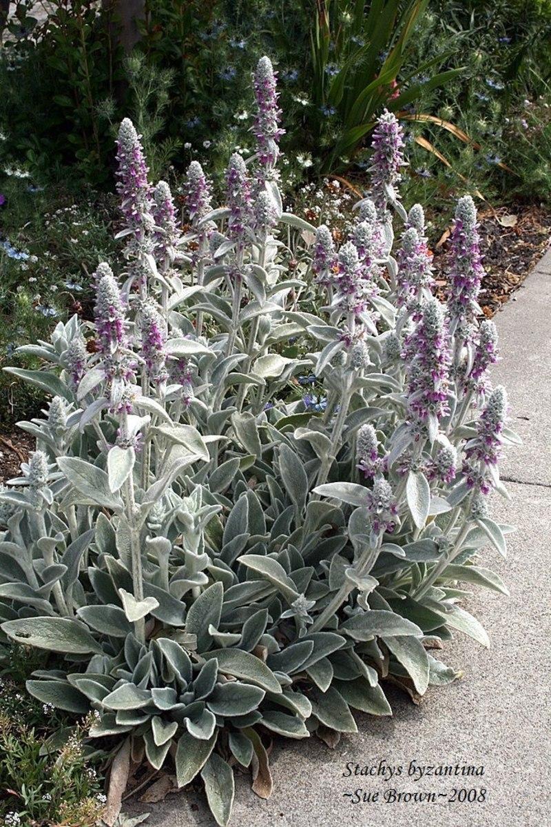 Photo of Lambs' Ears (Stachys byzantina) uploaded by Calif_Sue