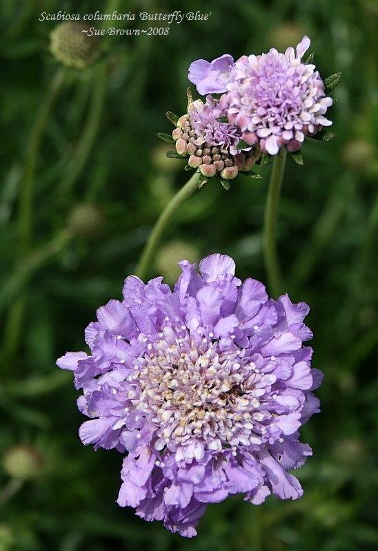 Photo of Pincushion Flower (Scabiosa columbaria 'Butterfly Blue') uploaded by Calif_Sue