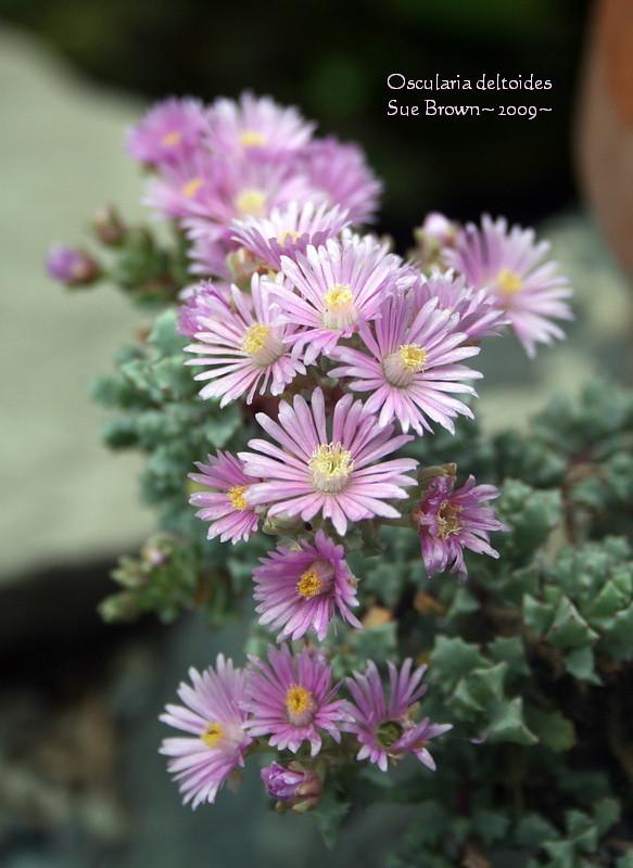 Photo of Pink Ice Plant (Oscularia deltoides) uploaded by Calif_Sue