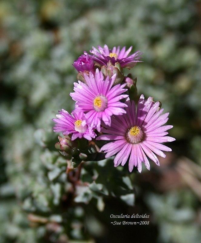 Photo of Pink Ice Plant (Oscularia deltoides) uploaded by Calif_Sue