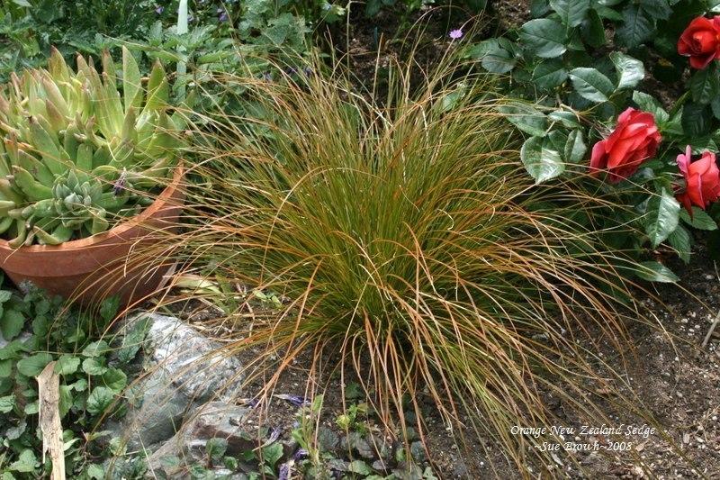 Photo of Orange New Zealand Sedge (Carex testacea) uploaded by Calif_Sue