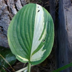 Location: Pleasant Grove, Utah
Date: 2011-10-17
Color varies leaf to leaf...not very stable