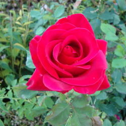 Location: Pleasant Grove, Utah
Date: 2011-10-17
A lovely fragrant rose that holds well.