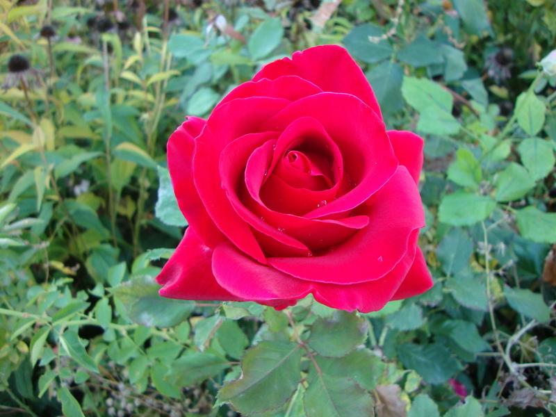 Photo of Rose (Rosa 'Veterans' Honor') uploaded by Paul2032