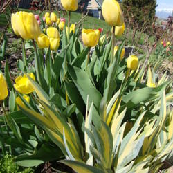 Location: Pleasant Grove, Utah
Date: 2011-05-02
with yellow Mendel Hybrid tulips