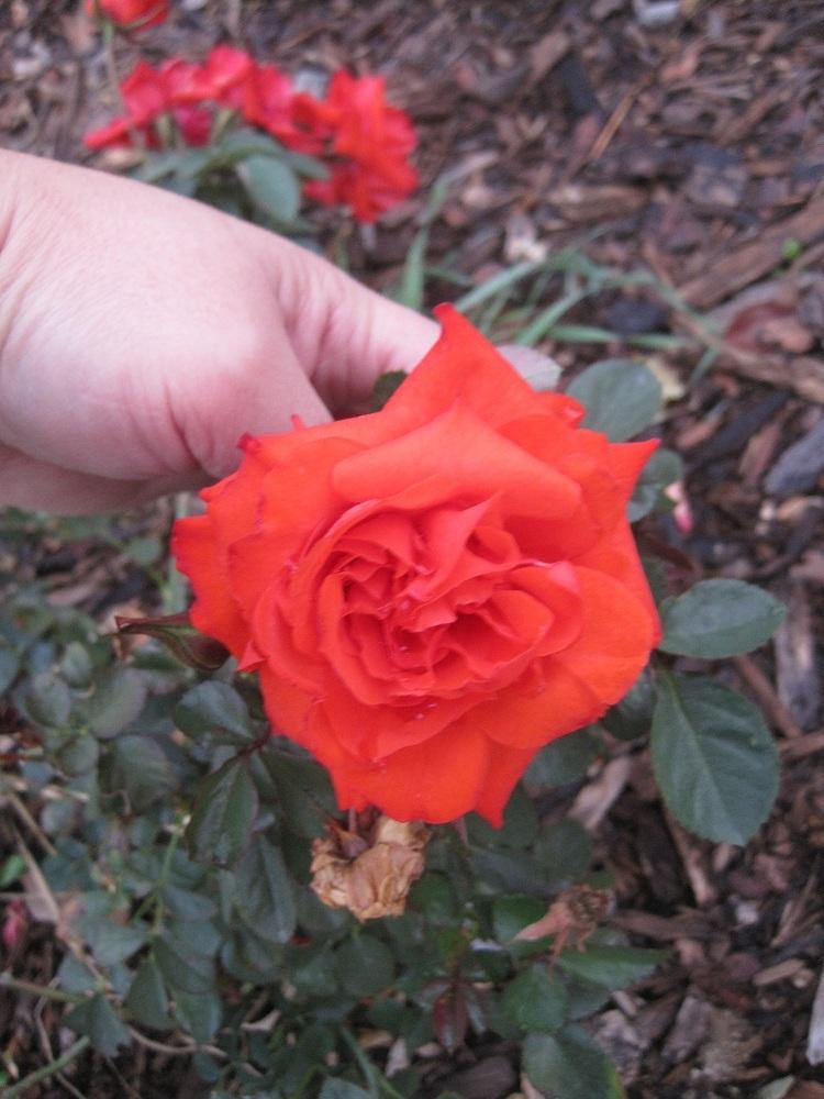 Photo of Rose (Rosa 'Brilliant Flower Circus') uploaded by Skiekitty