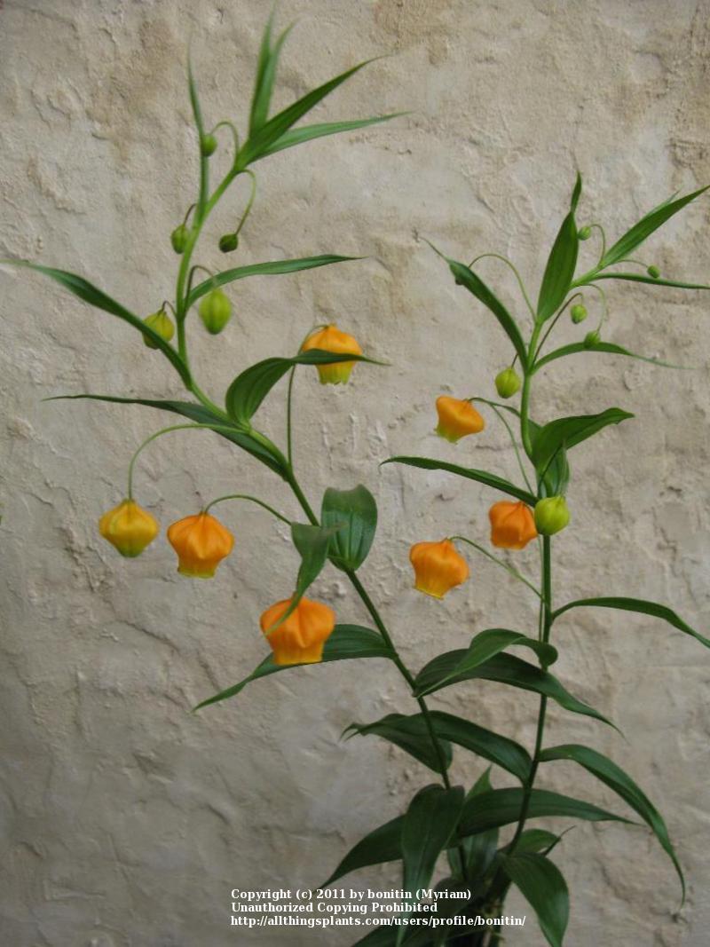 Photo of Chinese Lantern Lily (Sandersonia aurantiaca) uploaded by bonitin