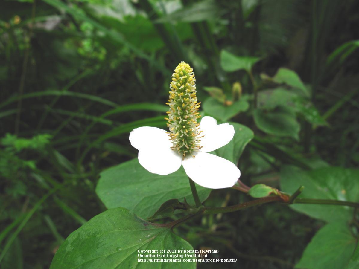 Photo of Chameleon Plant (Houttuynia cordata) uploaded by bonitin