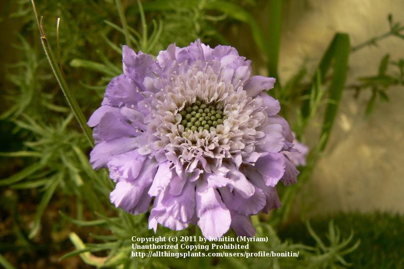 Photo of Pincushion Flower (Scabiosa columbaria 'Butterfly Blue') uploaded by bonitin