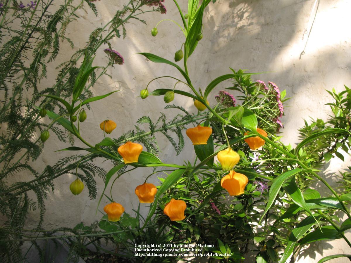 Photo of Chinese Lantern Lily (Sandersonia aurantiaca) uploaded by bonitin