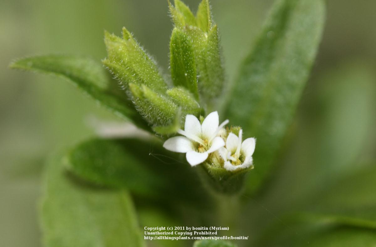Photo of Stevia (Stevia rebaudiana) uploaded by bonitin