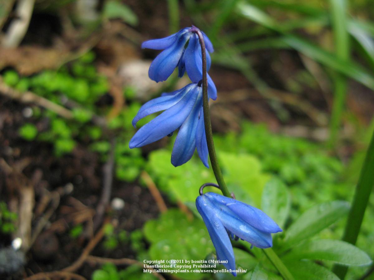 Photo of Siberian Squill (Scilla siberica) uploaded by bonitin
