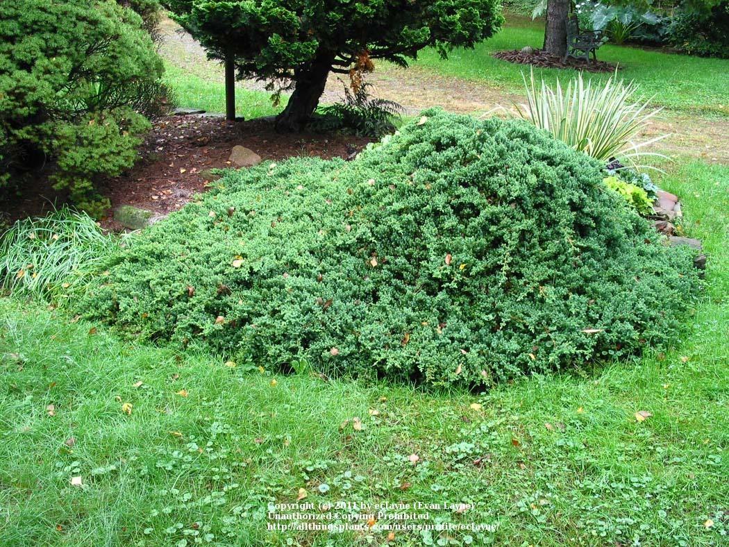 Photo of Dwarf Japanese Garden Juniper (Juniperus procumbens) uploaded by eclayne