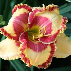 Location: Bell's Daylily Garden 2010 National
Date: 2010-05-28
Sycamore Fruit Punch