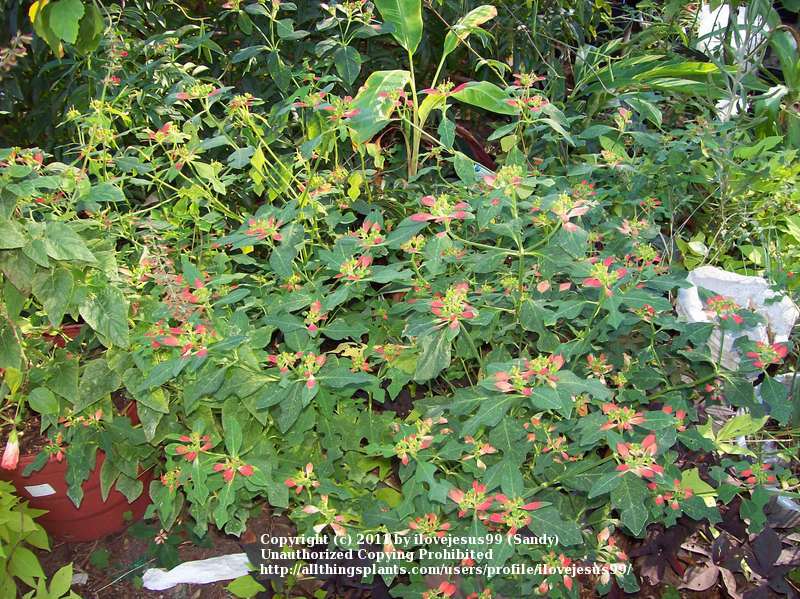 Photo of Wild Poinsettia (Euphorbia heterophylla var. cyathophora) uploaded by ilovejesus99