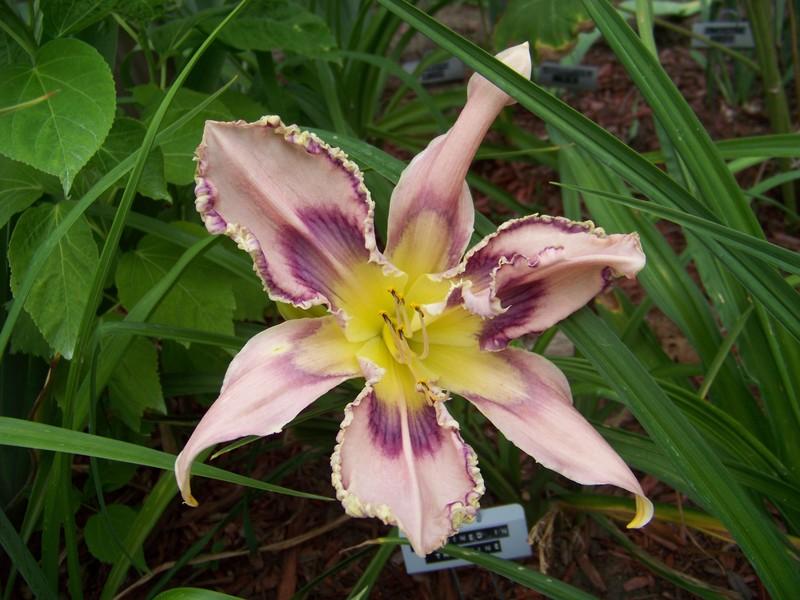 Photo of Daylily (Hemerocallis 'Entwined in the Vine') uploaded by mattsmom