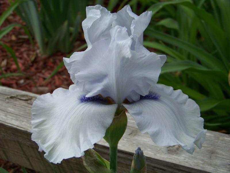 Photo of Tall Bearded Iris (Iris 'Song of Norway') uploaded by mattsmom