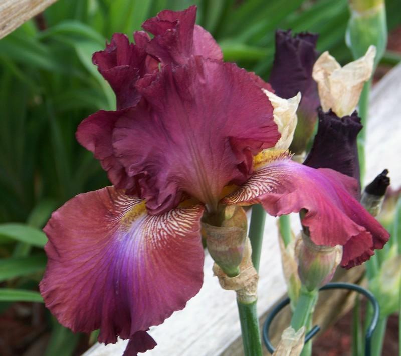 Photo of Tall Bearded Iris (Iris 'Society Lady') uploaded by mattsmom