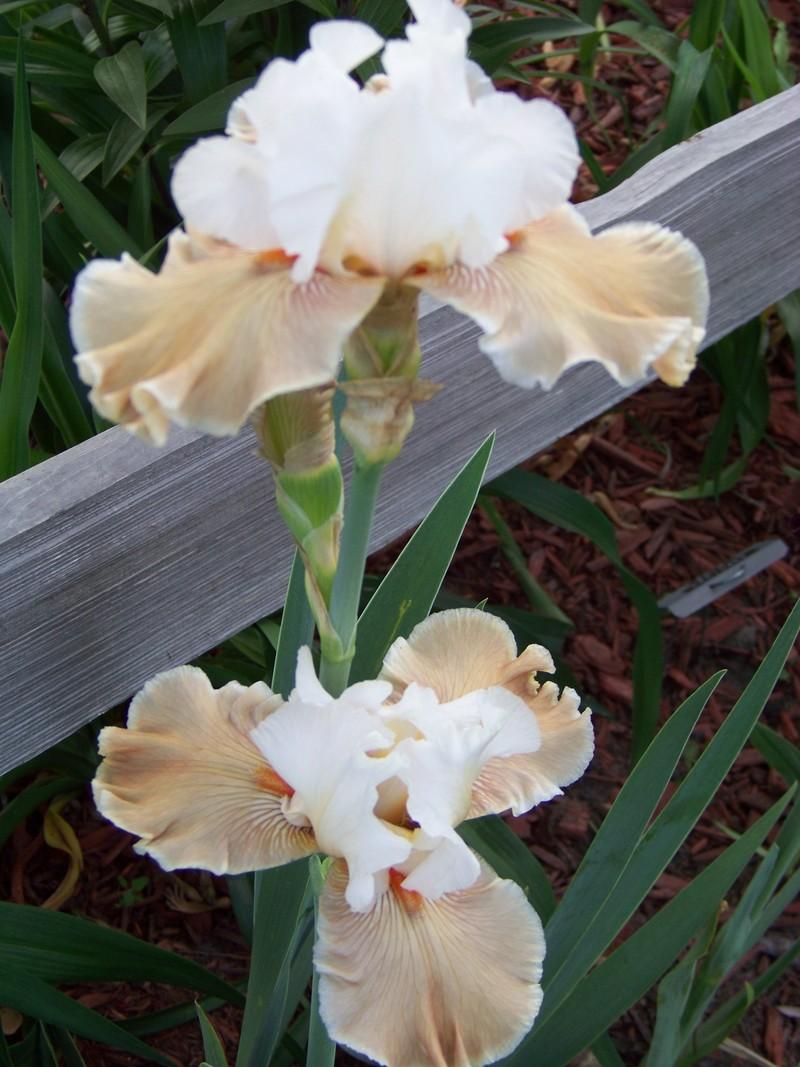 Photo of Tall Bearded Iris (Iris 'Coffee Whispers') uploaded by mattsmom