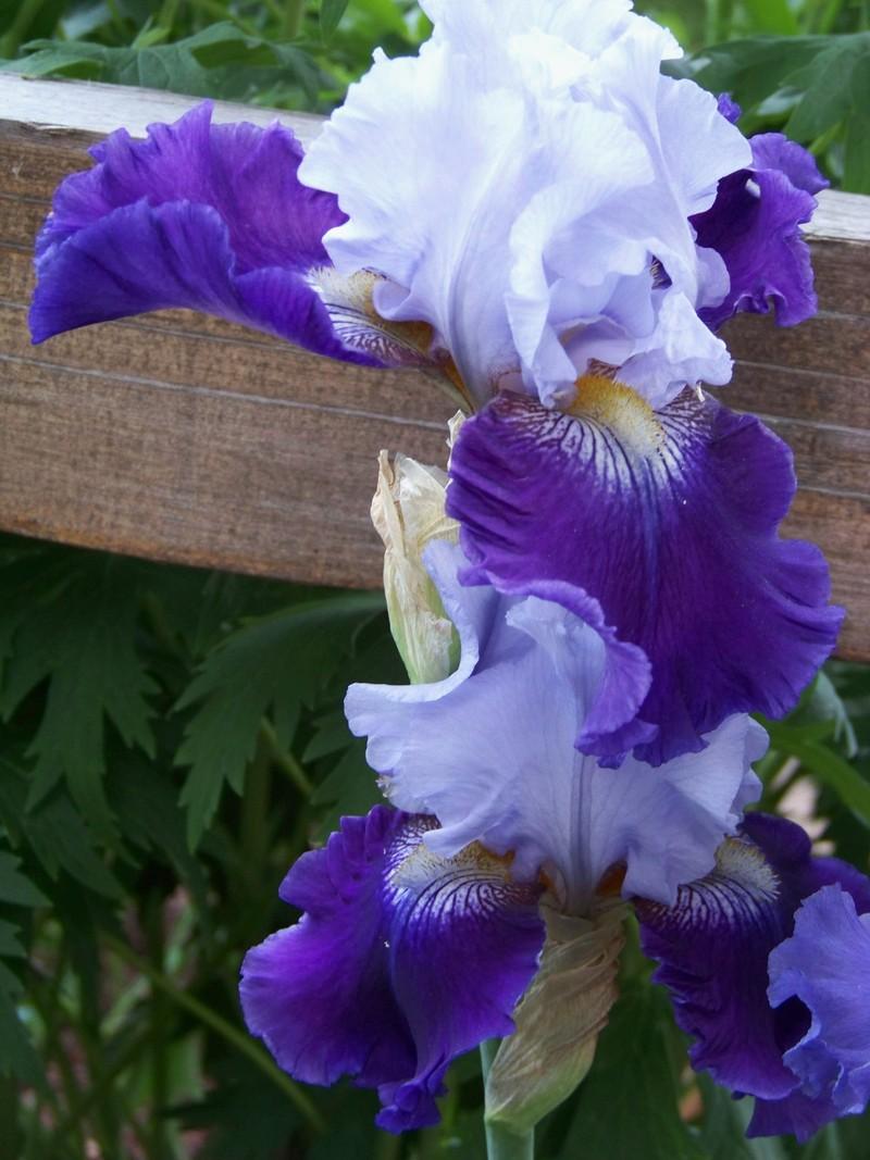 Photo of Tall Bearded Iris (Iris 'Corona Star') uploaded by mattsmom