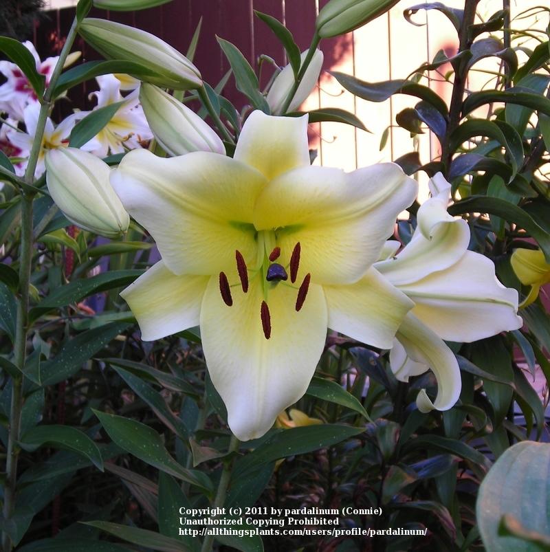 Photo of Lily (Lilium 'Conca d'Or') uploaded by pardalinum