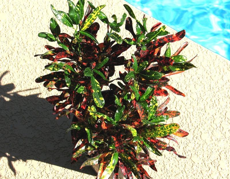Photo of Croton (Codiaeum variegatum 'Batik') uploaded by plantladylin