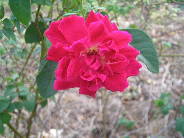 Photo of Rose (Rosa 'Maggie') uploaded by porkpal
