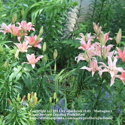 Location: Illinois United States
Date: 2011-06-21
Asiatic Lily 'Aphrodite'
