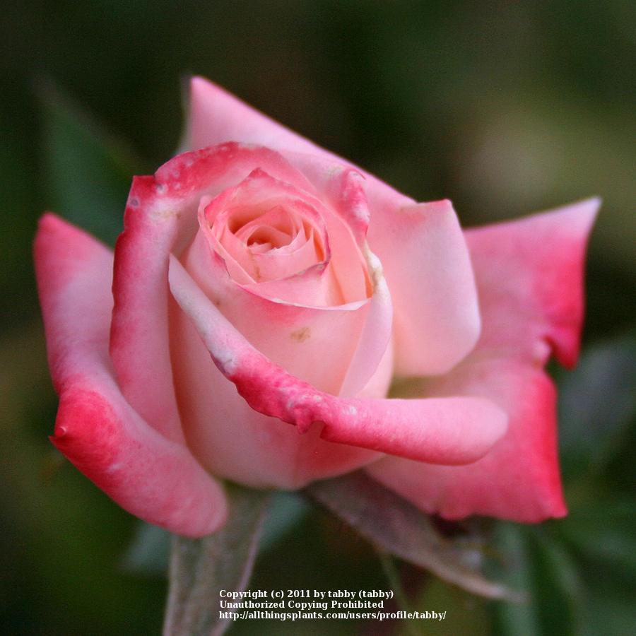 Photo of Rose (Rosa 'Minnie Pearl') uploaded by tabby