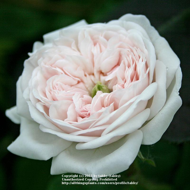 Photo of Rose (Rosa 'Madame Hardy') uploaded by tabby