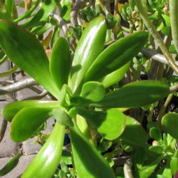 Location: At our garden - Tracy, CA
Date: Feb 25, 2011
Close-up of Sedum dendroideum leaves