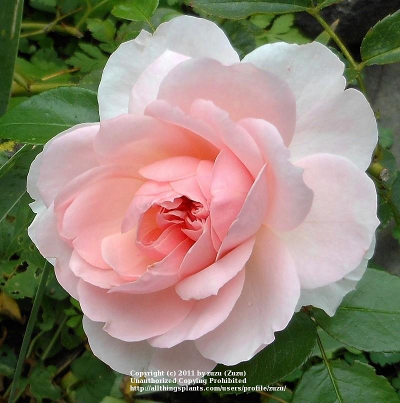 Photo of Rose (Rosa 'Wildeve') uploaded by zuzu