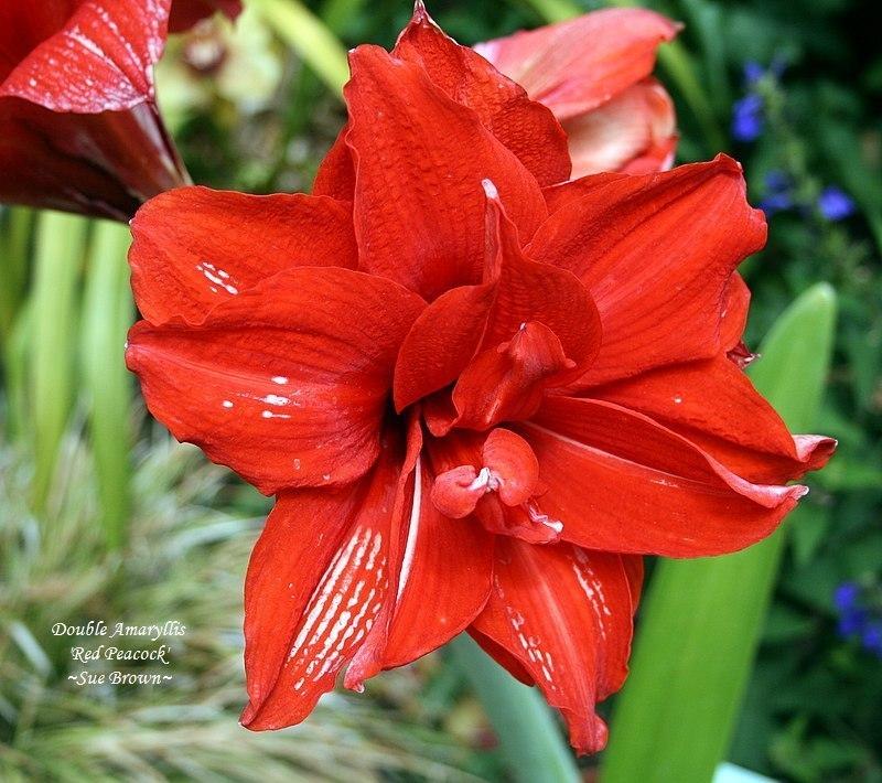 Photo of Double Amaryllis (Hippeastrum 'Red Peacock') uploaded by Calif_Sue