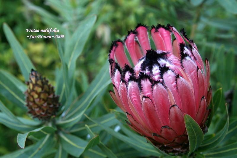 Photo of Oleander Leaf Protea (Protea neriifolia) uploaded by Calif_Sue