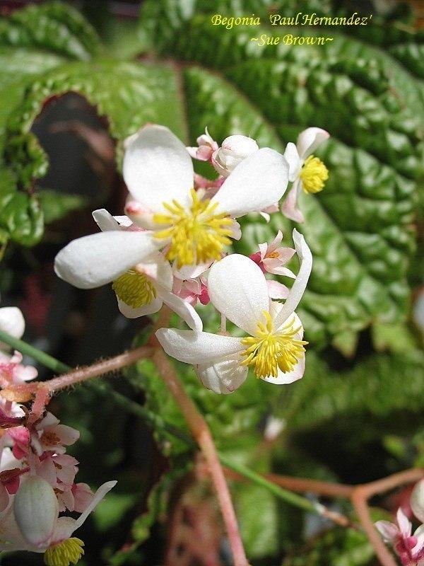 Photo of Begonia 'Paul Hernandez' uploaded by Calif_Sue