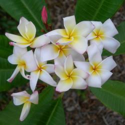 Location: Southwest Florida
Date: summer 2008
Lovely and fragrant flowers on this variety, which also has leave
