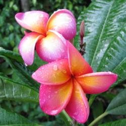 Location: Southwest Florida
Date: summer 2009
Gorgeous Rainbow hues on this beautiful bloom.