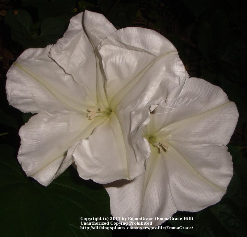 Photo of Moonflower (Ipomoea alba) uploaded by EmmaGrace