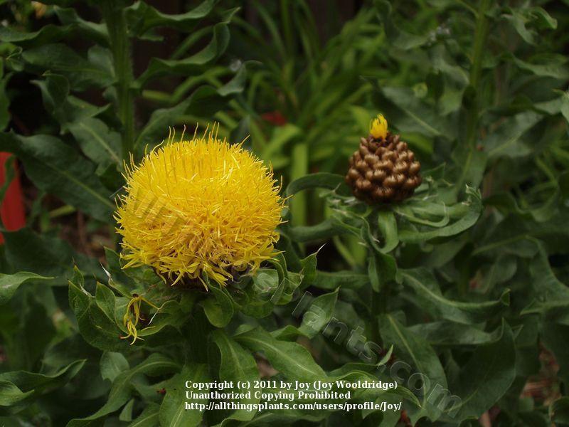 Photo of Lemon Fluff Knapweed (Centaurea macrocephala) uploaded by Joy