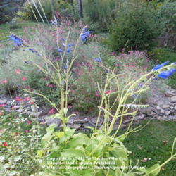 Location: My garden in Kentucky
Date: 2011-10-24
Two plants of 'Big Swing' are in this container with another Salv