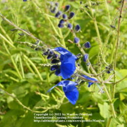Location: My garden in Kentucky
Date: 2011-10-28
Gorgeous blue color!