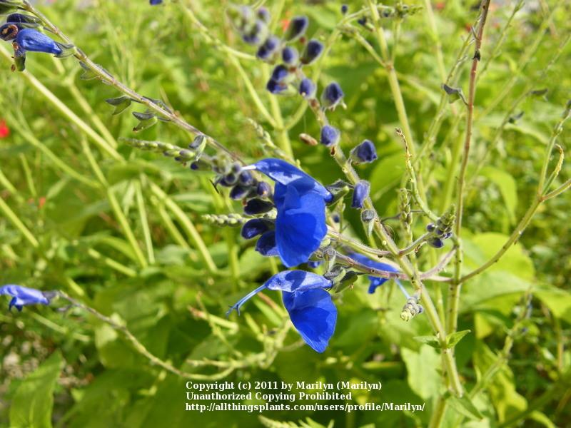 Photo of Sage (Salvia 'Big Swing') uploaded by Marilyn