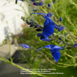 Location: My garden in Kentucky
Date: 2011-10-28
Gorgeous blue color!  Love it!   Hummers love it also!